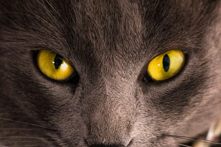 Close-up of a gray cat's face with striking yellow eyes.