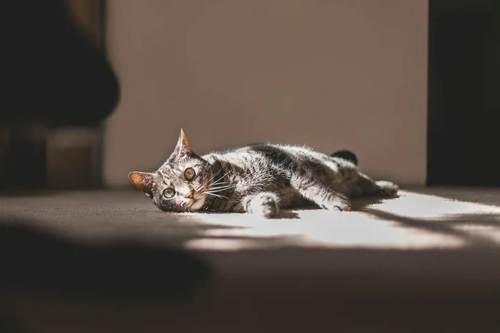 Cat lying on a sunlit carpet indoors.