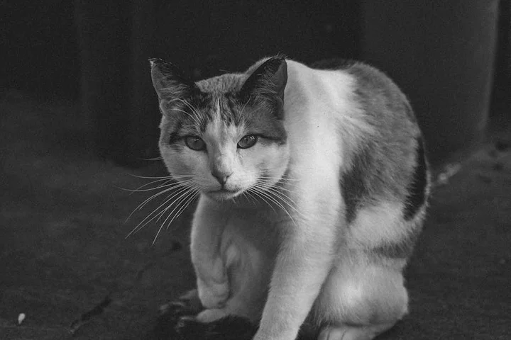 A black-and-white photo of a cat sitting on a concrete floor.
