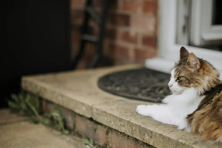 Calico cat lounging on a concrete doorstep beside a doormat, with a brick wall in the background.