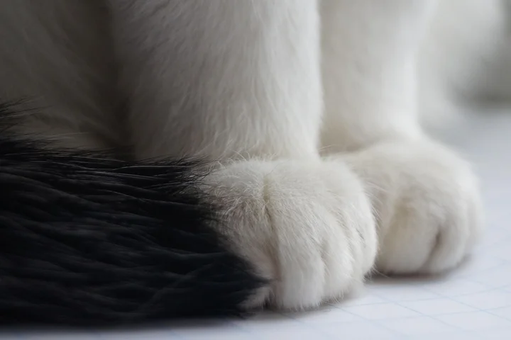 How to Remove Pet Hair from Laundry and Clothes: Effective Methods for Cat and Dog Hair
