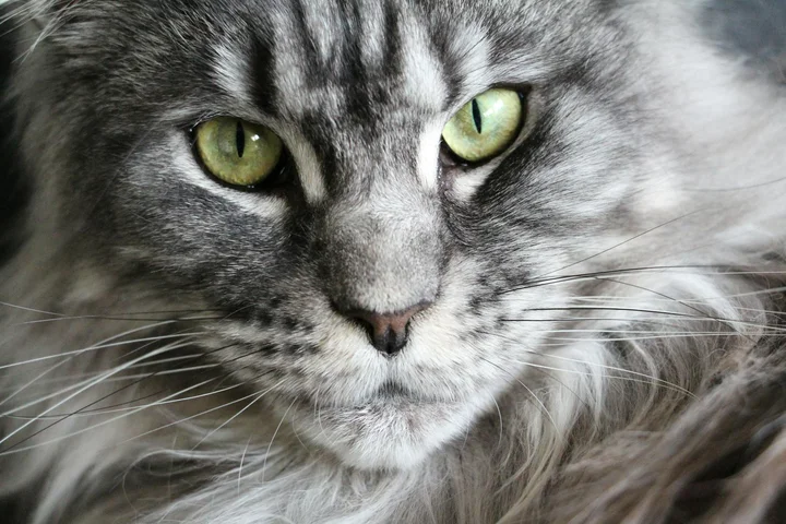 Close-up of a grey tabby cat with green eyes