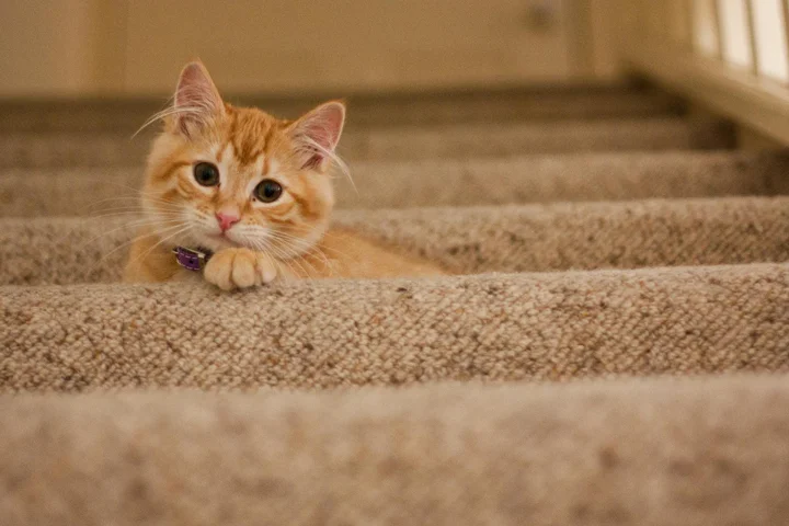Orange tabby kitten lying on a carpeted staircase, looking at the camera.