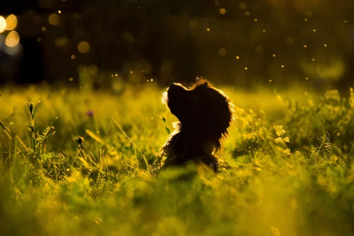Silhouette of a small dog sitting in a sunlit, golden lawn with bokeh lights in the background