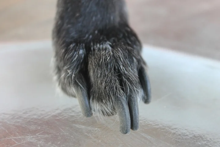 Close-up of a dog's paw with tangled fur and visible claws