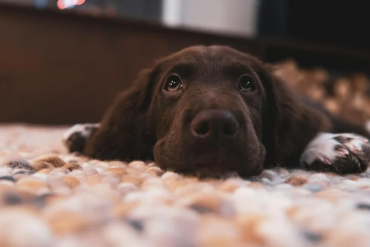 Close-up of a brown dog lying on a soft, speckled carpet and looking at the camera.