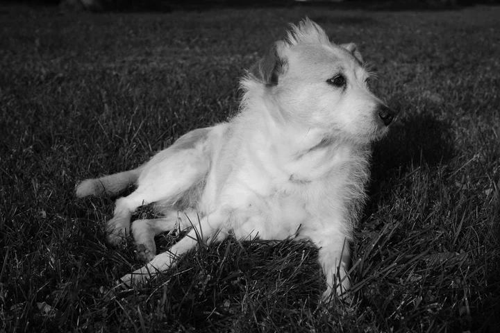 Black-and-white photo of a small fluffy dog lying on a grassy lawn