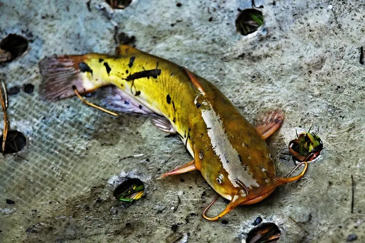 How to Get Rid of Fish Smell from Your House, Oven, Microwave, and Refrigerator