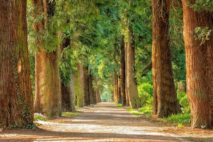 A sunlit forest path lined with tall trees on both sides
