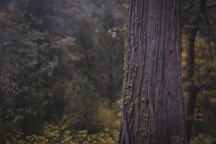 Tree trunk in a dense forest with a blurred background of foliage