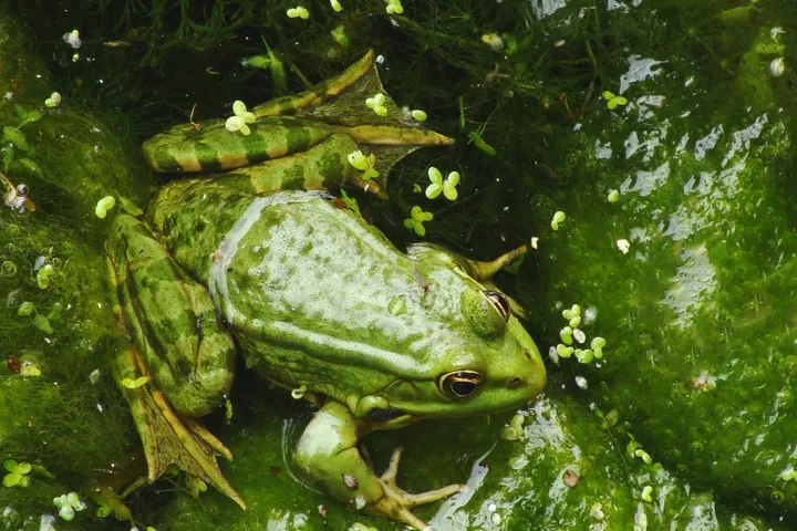 Green frog perched on an algae-covered pool surface