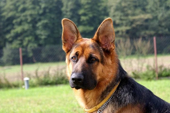 German Shepherd dog outdoors on a grassy field, illustrating pet hair cleanup in cars.