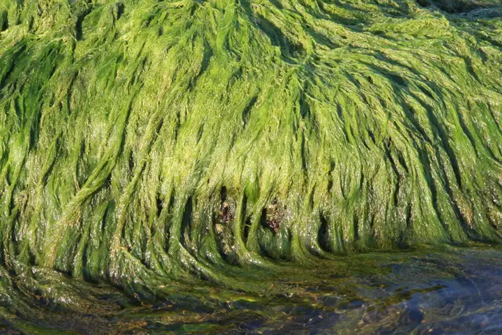 Close-up of vibrant green algae strands clinging to a pool surface