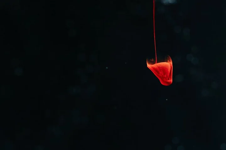 A vivid red hair dye droplet suspended against a dark background, symbolizing dye stains on fabric or surfaces