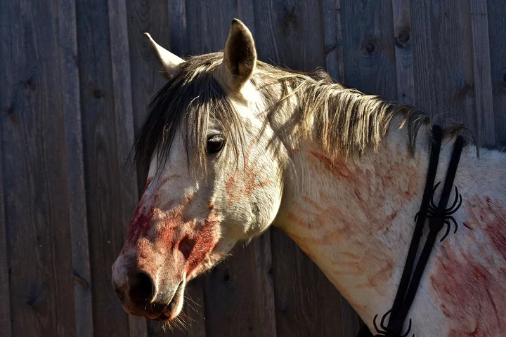 Close-up of a horse's head with dried red stains on white fur, standing near a wooden fence.