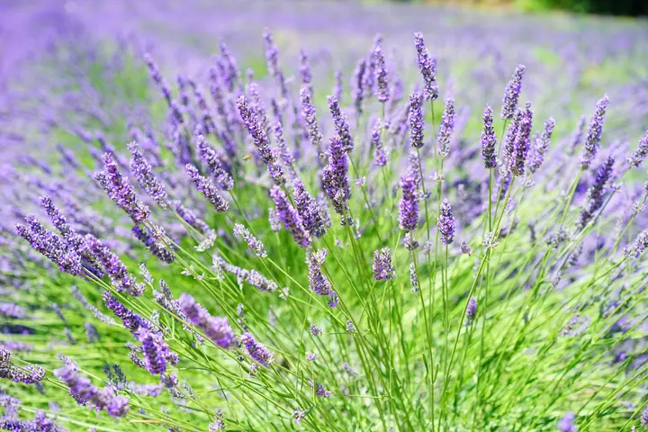 A lush lavender field with tall purple flower spikes stretching into the distance, bathed in sunlight.