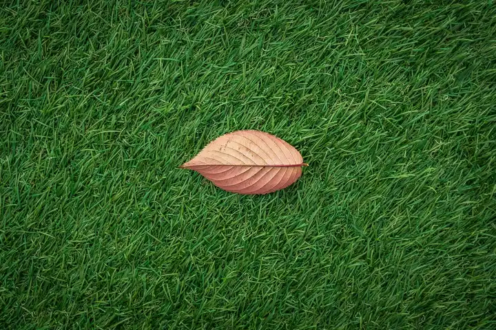 Close-up of a single brown leaf resting on a vibrant green lawn.