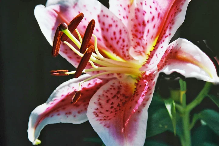 Close-up of a pink lily with spotted petals and prominent stamens covered in pollen