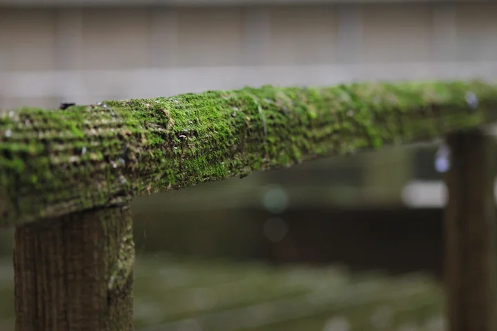 Close-up of a wooden railing with bright green moss growing along its surface