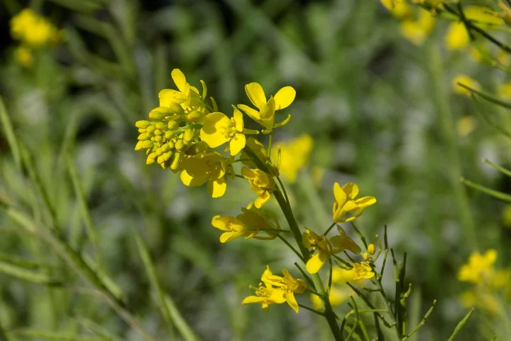 Close-up of bright yellow mustard flowers on green stems in a sunny field