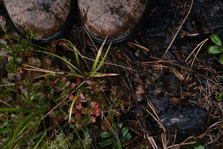 Muddy forest floor with damp soil, grass, and small plants; the edge of hiking boots is visible at the top.