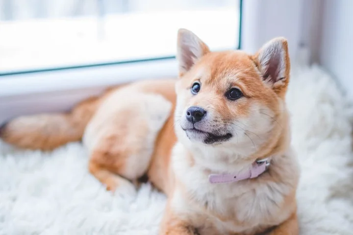Shiba Inu dog resting on a plush white carpet near a window.