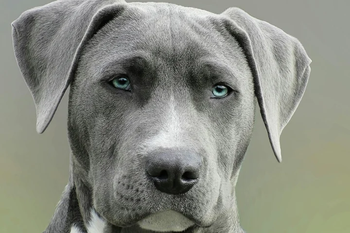 Close-up portrait of a gray dog with blue eyes, suitable for a guide on removing mats and tangles from pet fur.