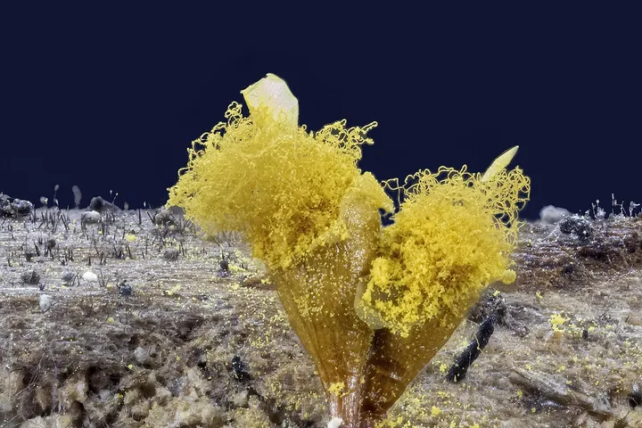 Bright yellow mold growth with powdery clusters on a brown stalk against a dark background