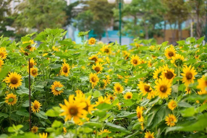 Field of bright yellow sunflowers with green leaves in bloom