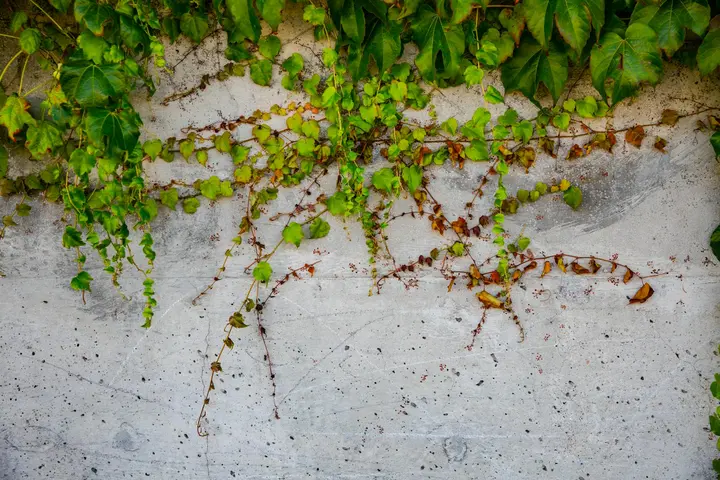 Ivy creeping across a gray concrete wall.